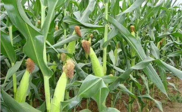 2020年全國(guó)普及乙醇汽油 生物燃料要唱主角 生物質(zhì)顆粒機(jī)設(shè)備為之驕傲 2020年全國(guó)普及乙醇汽油 生物燃料要唱主角 生物質(zhì)顆粒機(jī)設(shè)備為之驕傲